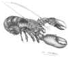 Homard1.jpg (106292 octets)