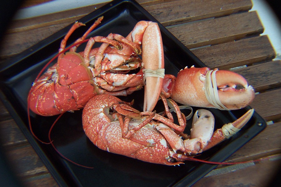 Photo Corynn - Homards d'Iroise